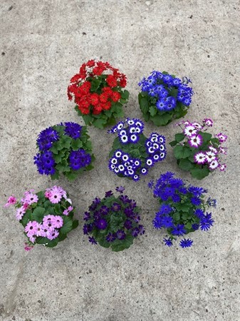 PERICALLIS  12 CM Ø12