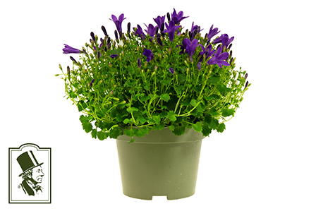 CAMPANULA GET MEE 10,5 CM Ø10.5