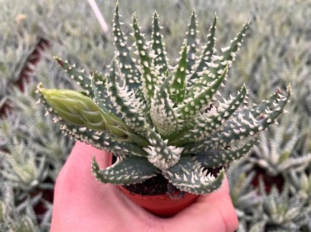 Aloe humilis Shark Ø7 H=10