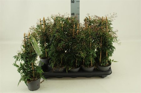 Jasminum polyanthum pyramid KLIPP Ø12 H=40 ZUIL 300+ BLM