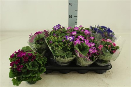 Pericallis Mandala mix KLIPP Ø12 H=25