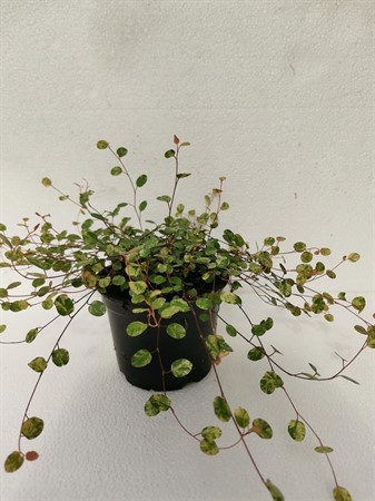 MUEHLENBECKIA PINK CAMOUFLAGE 12Ø Ø12