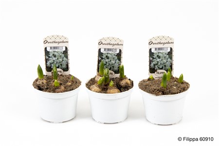 ORNITHOGALUM OLIGOPHYLLUM Ø9