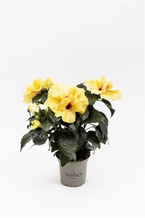 HIBISCUS R.S. 'ADONICUS.DB YELLOW 13Ø Ø13