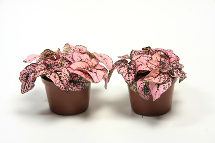 HYPOESTES PINK 9Ø Ø9