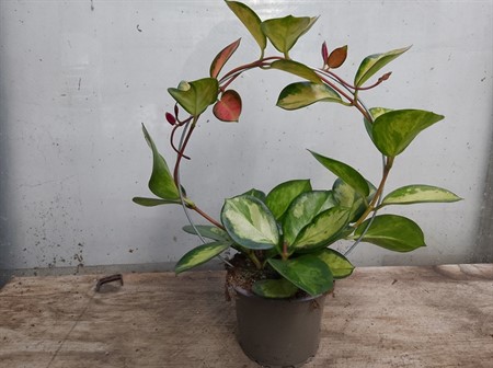 HOYA TRICOLOR BÅGE 9Ø Ø9