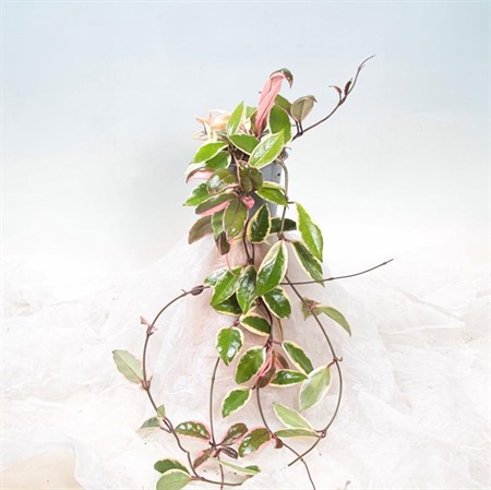 HOYA FLAMINGO DREAM 11Ø Ø11