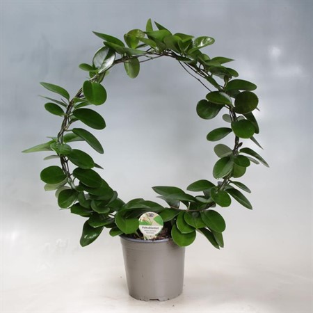 HOYA AUSTRALIS 17Ø BÅGE Ø17