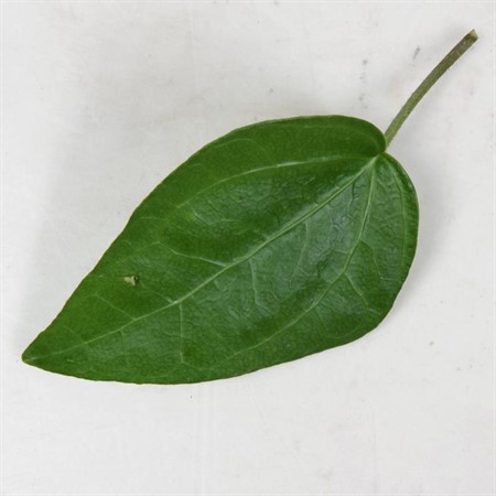 HEDERA MEIN HERTZ 9Ø Ø9