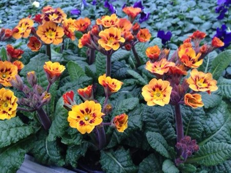 PRIMULA VERIS CASTILLIAN 11Ø Ø11