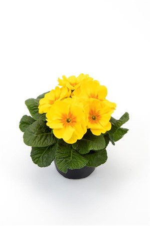 PRIMULA 'EBLO GUL MED ÖGA 10,5Ø Ø10.5