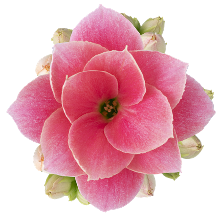 KALANCHOE R.F  HARLOW  6CM Ø6