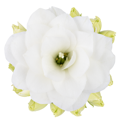 KALANCHOE R.F VIT 10,5 CM Ø10.5