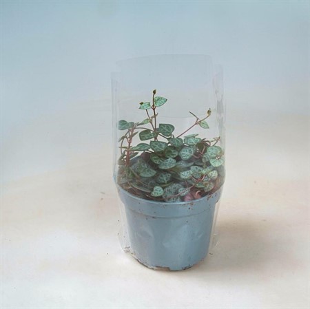 CEROPEGIA WOODII 9 CM Ø9