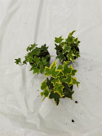 HEDERA  'BROGET' 9 CM Ø9