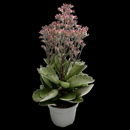 KALANHOE CANYON' 10,5 CM Ø10.5