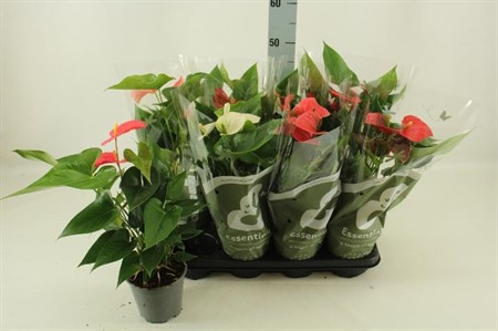 Anthurium andr. mix 4 colors KLIPP Ø14 H=45 3+ BLM