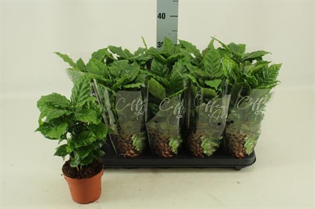 Coffea arabica Ø12 H=30