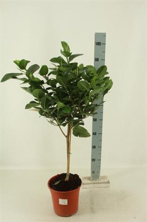 Ficus rubiginosa Australis Ø21 H=80 OP STAM