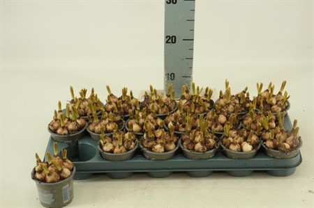 Muscari armeniacum Ø9 H=12 7 BOL PP