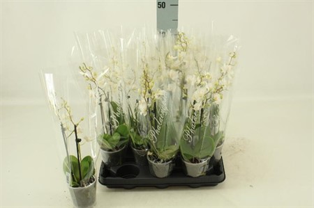 Phalaenopsis vit Ø9 H=35 16+ BLM 2 TAK