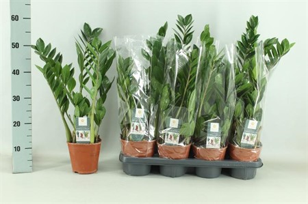 Zamioculcas zamiifolia KLIPP Ø14 H=50 4+ BLAD