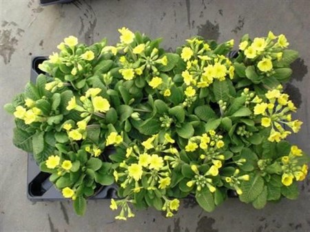 PRIMULA VERIS OFFICINALIS 11Ø Ø11