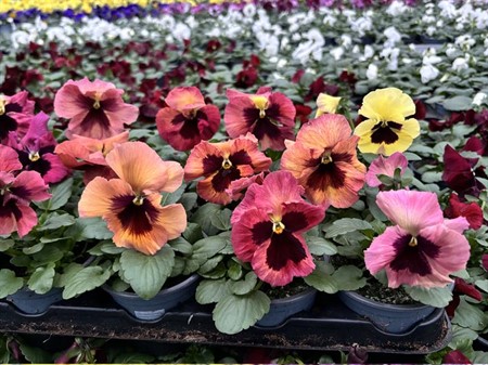 VIOLA WITTROCK. TERRACOTTA 9Ø Ø9