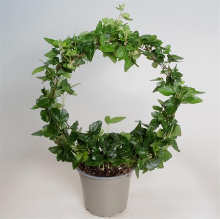 HEDERA GRÖNNE BÅGE 12Ø Ø12