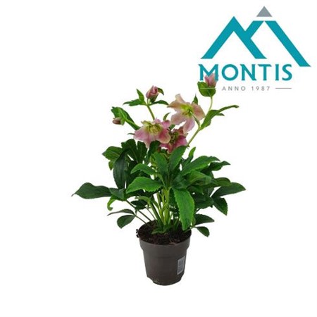 Helleborus orientalis Early Pink Ø12 H=26 10+ BLM