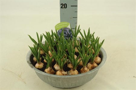 Muscari Big Smile Ø29 H=15 POT VOL
