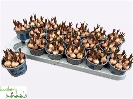 Muscari Blue Magic Ø9 H=12 7 BOL PP