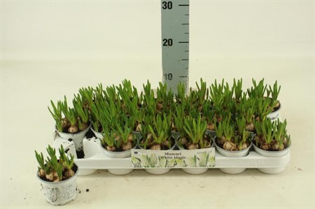 Muscari White Magic Ø9 H=16 POT VOL