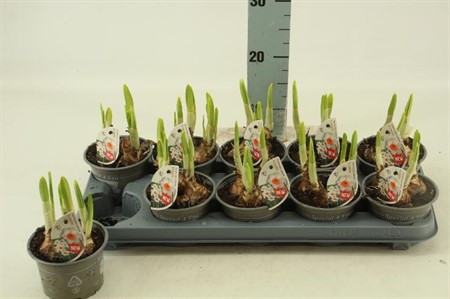 Narcissus vit med orang trumpet  KLIPP Ø12 H=15 3 BOL PP