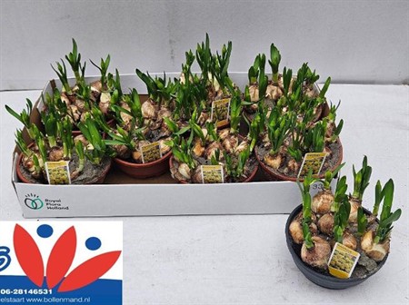 Narcissus Tête Bouclé KLIPP Ø16 H=16