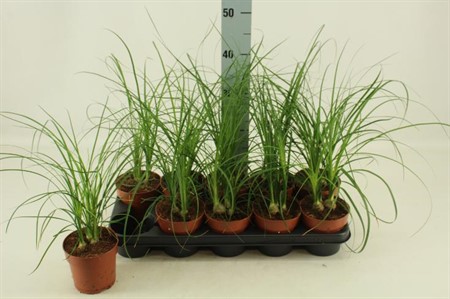 Nolina KLIPP Ø12 H=42 3 TAK