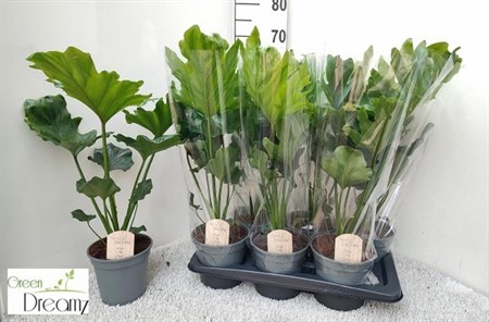 Philodendron selloum Little Hope KLIPP Ø17 H=60