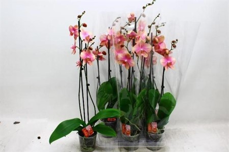 Phalaenopsis Ø12 H=60 12+ BLM 2 TAK