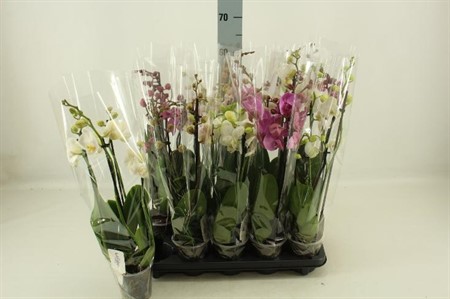 Phalaenopsis mix Ø12 H=60 4 TAK