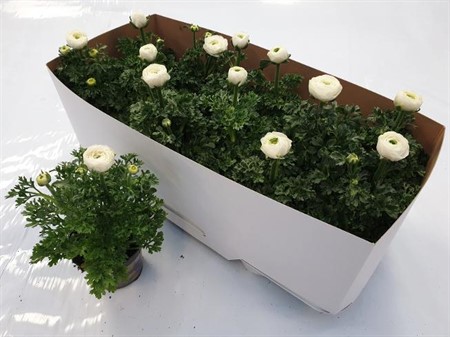 Ranunculus asiaticus Maché White Ø10,5 H=20 STAD 2-2