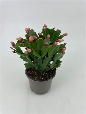 SCHLUMBER  SOPHIA GUL 9 CM Ø9