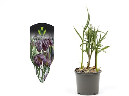 FRITILLARIA MELEAGRIS 9 CM Ø9