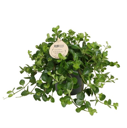 PEPEROMIA ROTUNDIFOLIA 12Ø Ø12