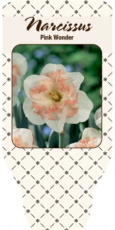 NARCISSUS PINK WONDER 11Ø Ø11