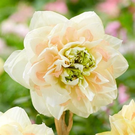 NARCISSUS INCO. 'POM POM ROSE' 11Ø Ø11