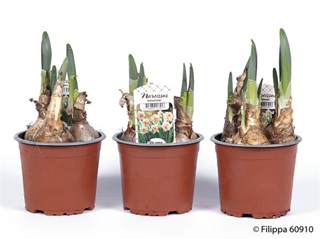 NARCISSUS DELNASHASHAUGH 11Ø Ø11