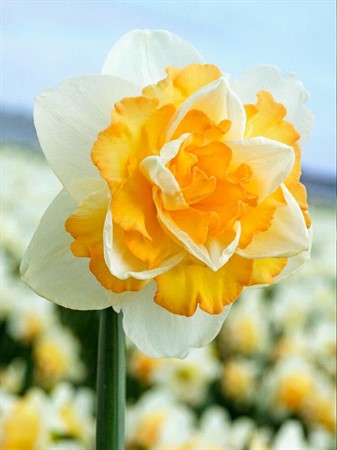 NARCISSUS CYCL. GOLDEN PEARL 11Ø Ø11