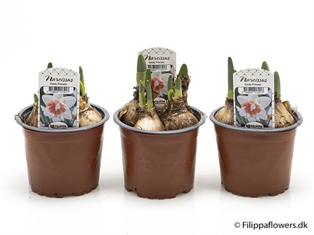 NARCISSUS CANDY PRINCESS 11Ø Ø11