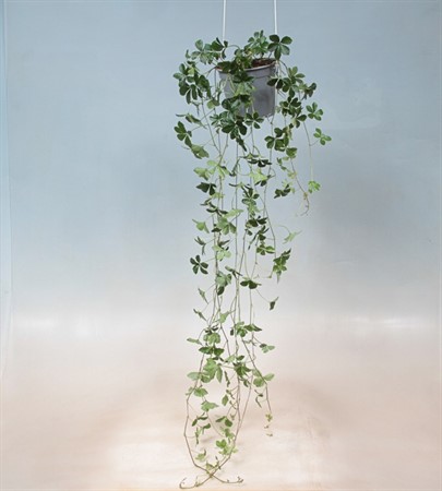 CISSUS STRIATA XL BORD 12 CM Ø12