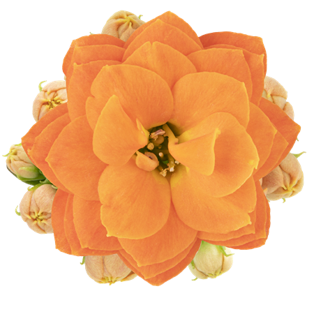 KALANCHOE R.F STINNA 10,5 CM Ø10.5